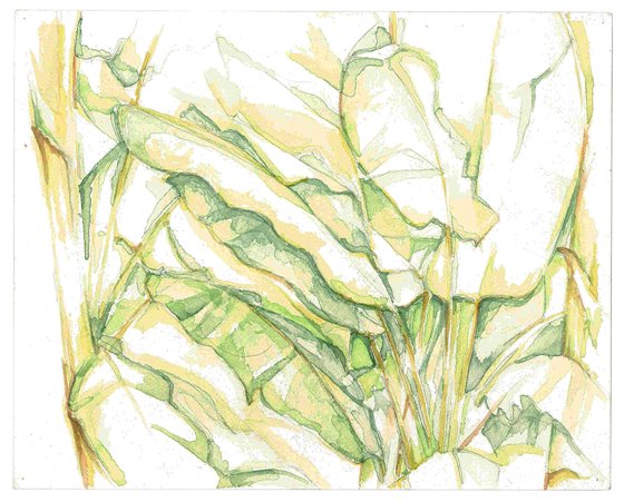 Banana tree, watercolour on paper