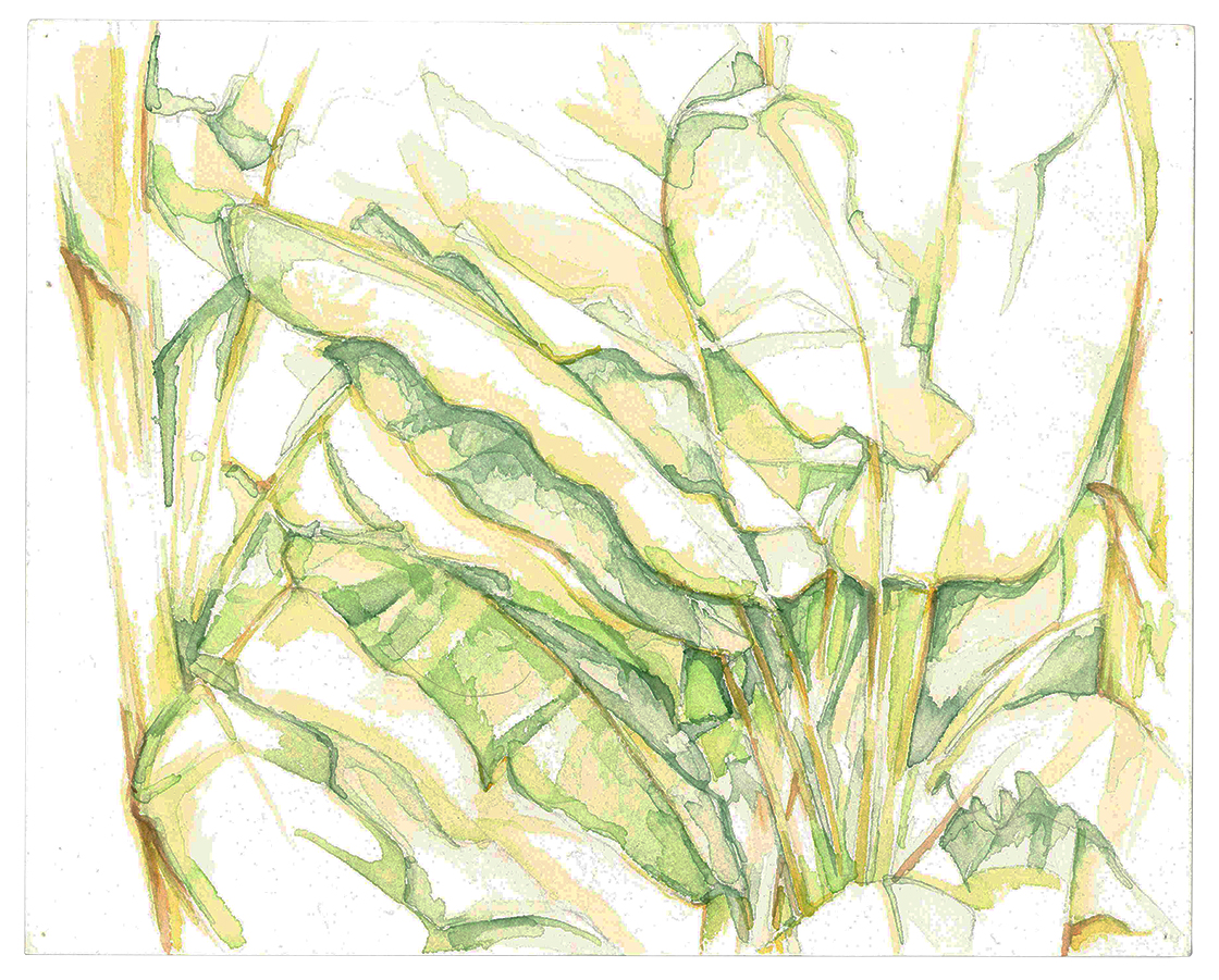 Bananenstaude, Aquarell auf Papier
